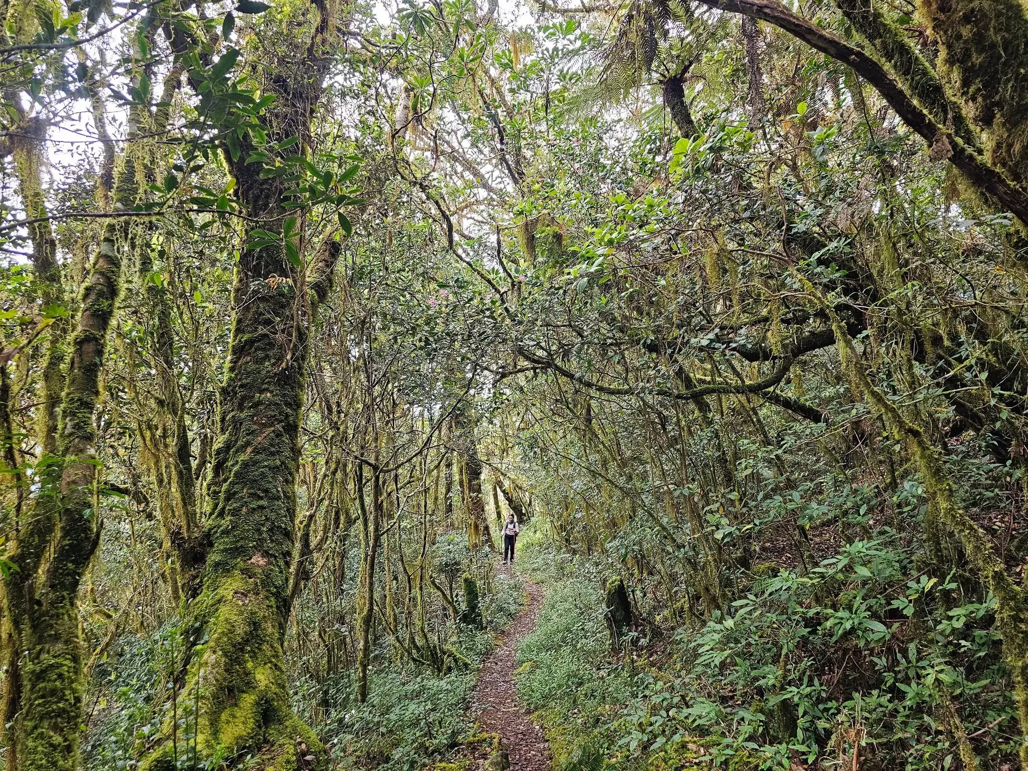 Photo 4 of Akiki Trail